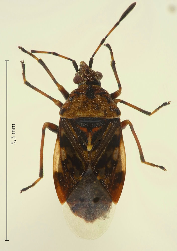 Pylorgus colon