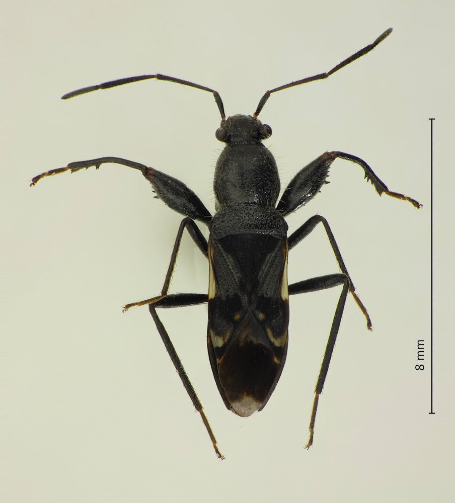 Scudderocoris albomarginatus
