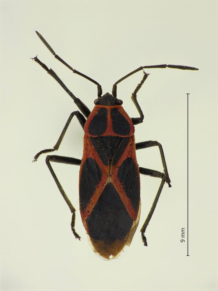 Tropidothorax cruciger