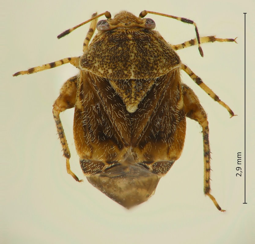 Coridromius chinensis