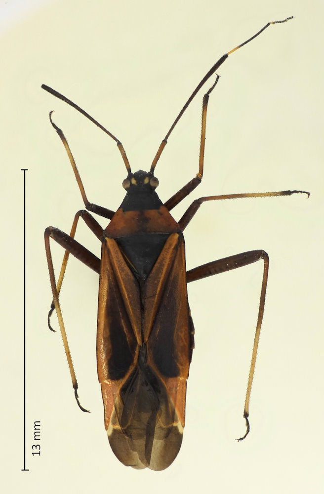 Gigantomiris jupiter