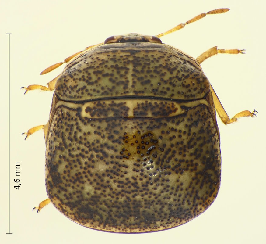 Megacopta cribraria
