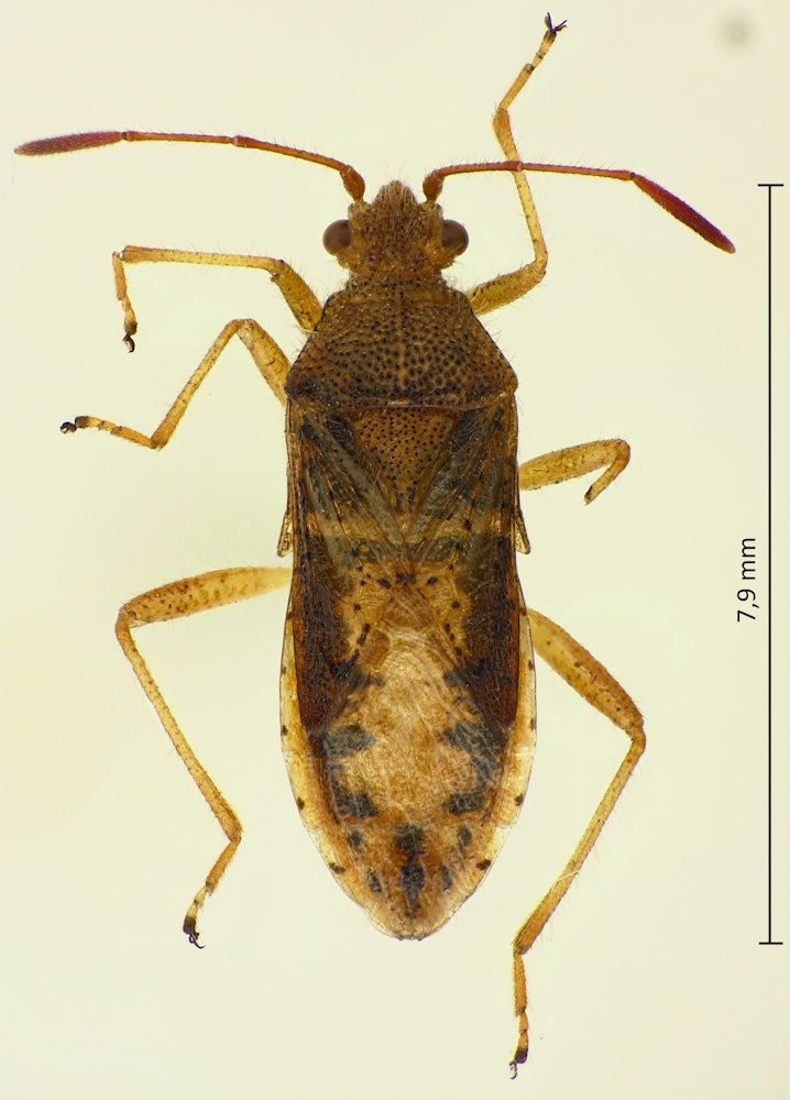 Rhopalus maculatus