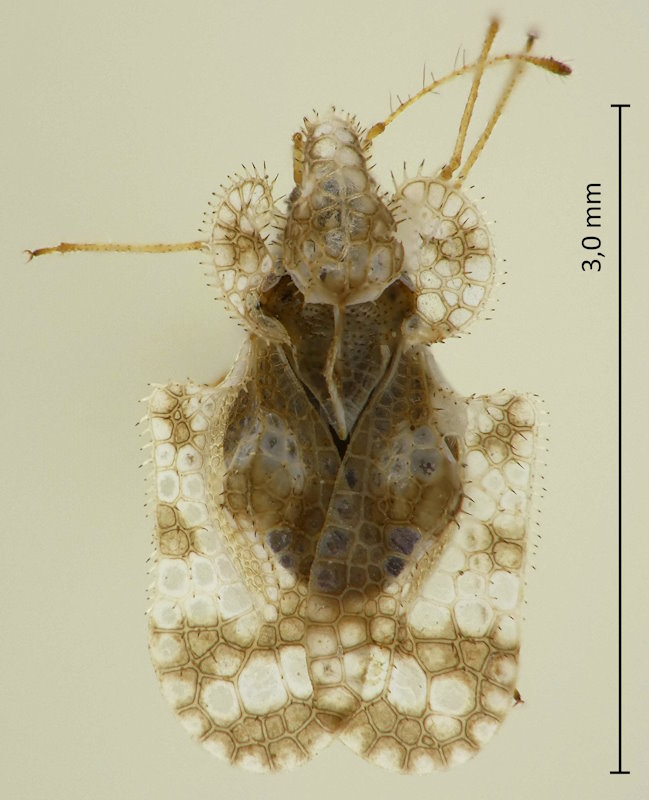 Corythucha marmorata