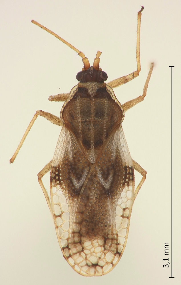 Metasalis populi
