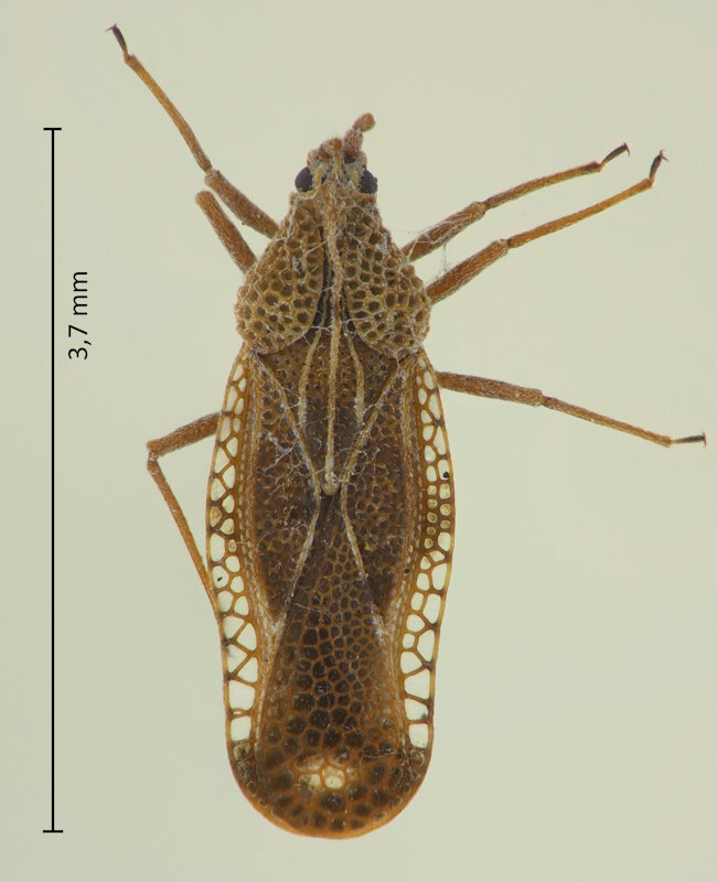 Physatocheila fieberi