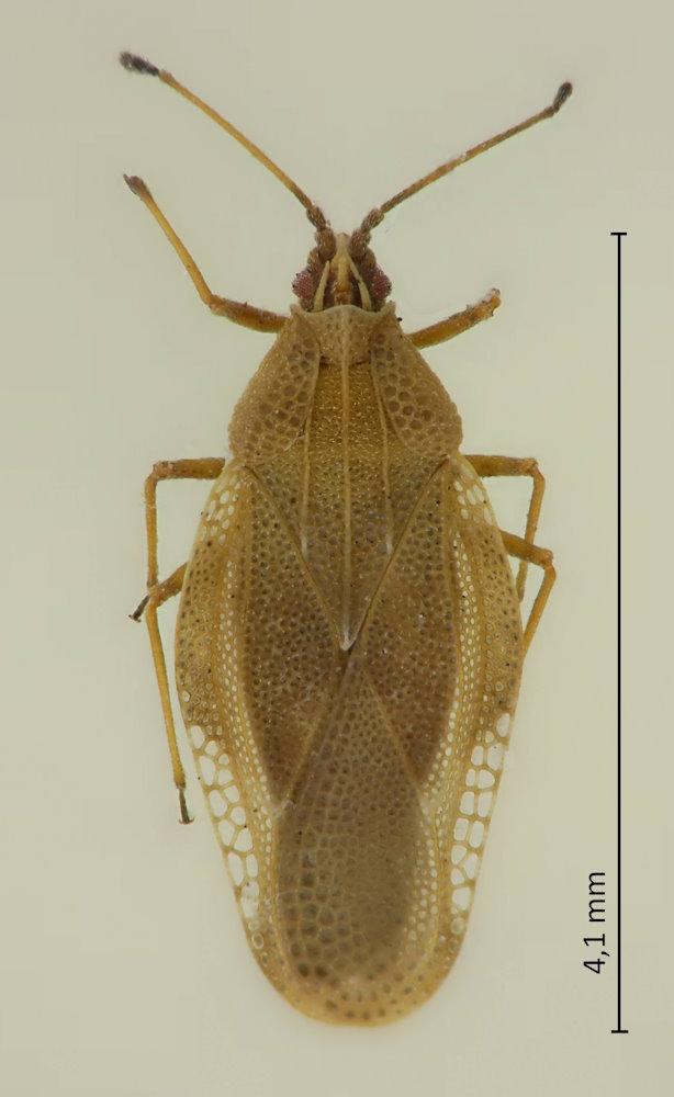 Physatocheila orientis