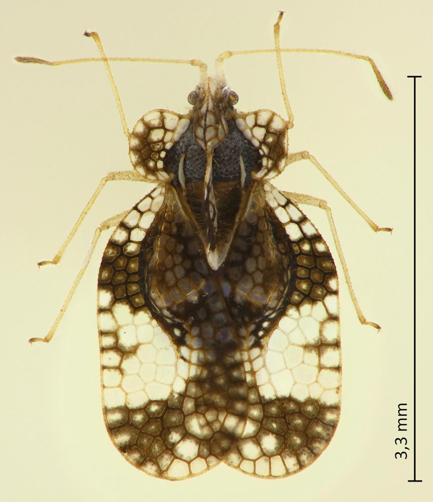 Stephanitis nashi