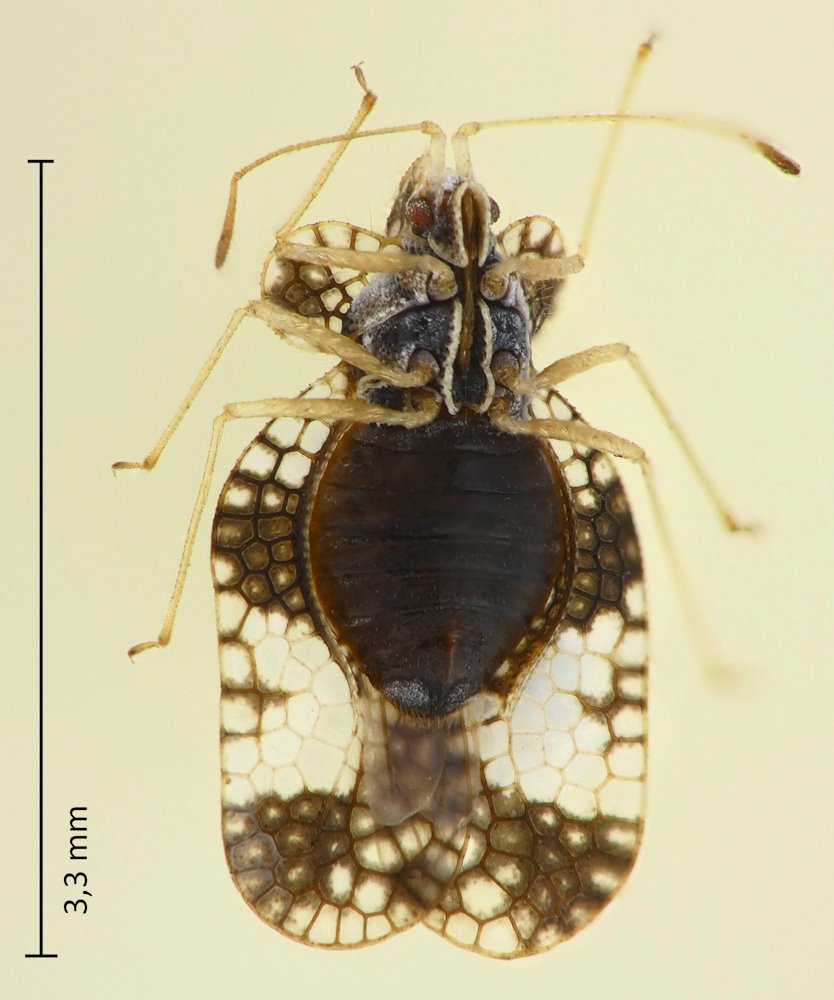 Stephanitis nashi