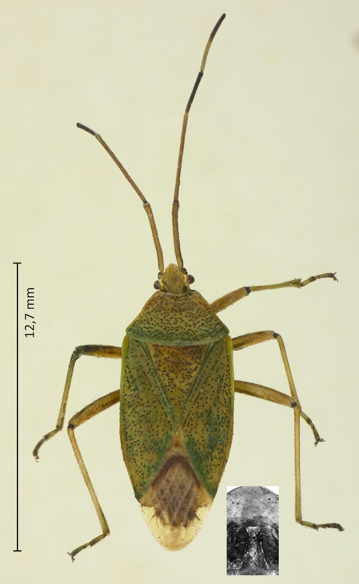 Urostylis annulicornis
